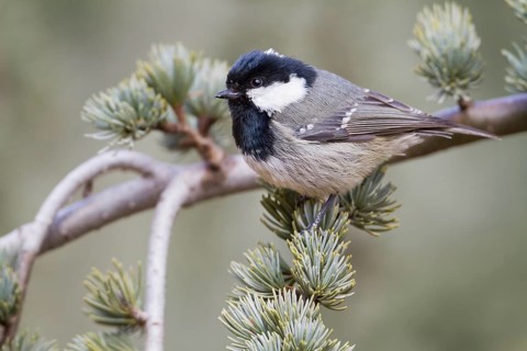 Cyprus Coal Tit - Tannenmeise - Parus ater ssp. atlas, Morocco, adult