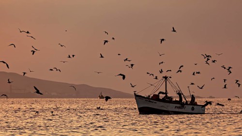 A boat on the sea at sunset with flying birds, sunset at the port of Paracas in Peru