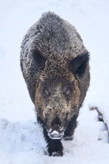 Wild boar (Sus scrofa) in a forest in winter, snow, Bavaria, Germany