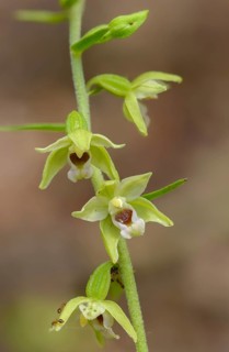 Epipactis Mülleri, Müller's epipactis, Müller's stendelwurz, Müller's stendelwurz, orchids, orchid