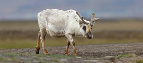 Reindeer, Ren, (Rangifer tarandus), Spitsbergen-Ren, Norway, Spitsbergen, Longyearbyen, Svalbard /