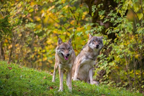 Two eurasian gray wolves (Canis lupus lupus) stand on a meadow on a hill with a colourful foliage