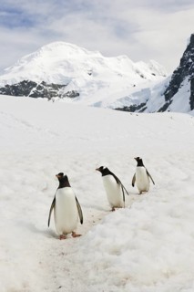 Gentoo Penguin (Pygoscelis papua), Antarctica