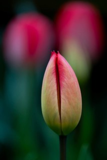 Tulip bud, pink tulips that have already opened in the background, Germany
