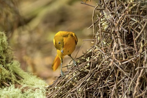 Golden Bowerbird (Prionodura newtoniana) male, Queensland, Australia