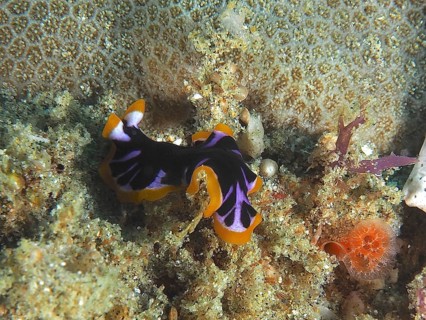 A colourful flatworm with purple and orange patterns, the yellow-and-black swirlworm (Pseudoceros),