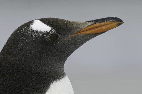 Gentoo Penguin (Pygoscelis papua), Falkland Islands