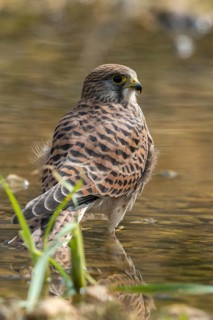 Falco tinnunculus, Common Kestrel, kestrel, bath, bird bath, birds, falcon, falconiformes, falcons,