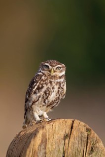 Little owl (Athene noctua) adult bird on a wooden post, England, United Kingdom