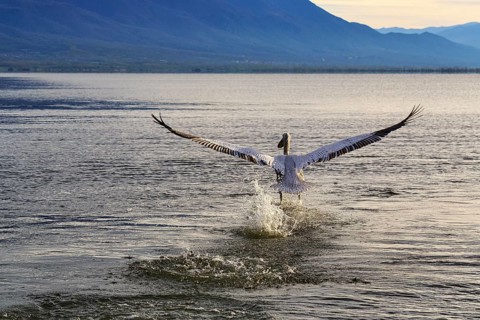 Dalmatian Pelican (Pelecanus crispus) flying off, Lake Kerkini, Lake Kerkini, Central Macedonia,
