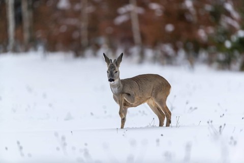 One young male Roe Deer, Roe buck (Capreolus capreolus), walking over a snowy meadow. Trees in the