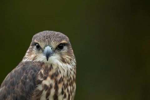 Merlin (Falco columbarius) adult female falcon bird of prey head portrait, Scotland, United Kingdom