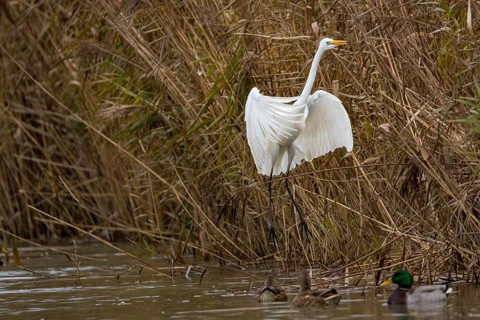 Great White Egret (Egretta alba) Germany