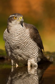 Northern Goshawk (Accipiter gentilis) male, Utrecht, Netherlands