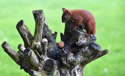 Squirrel, (Sciurus) eating nuts in the garden, Schleswig-Holstein, Germany