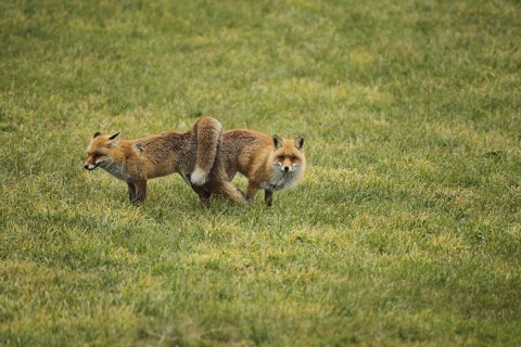 Fox (Vulpes vulpes) Ranz on the meadow, Allgäu, Bavaria, Germany, Allgäu, Bavaria, Germany