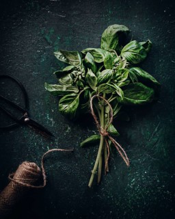 A fresh bundle of basil tied with rustic twine sits on a dark, textured background, showcasing