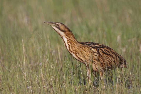 Eurasian Bittern (Botaurus stellaris) foraging, Austria