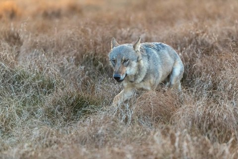 One young male eurasian gray wolf (Canis lupus lupus) running over a meadow with tall grass. A dark
