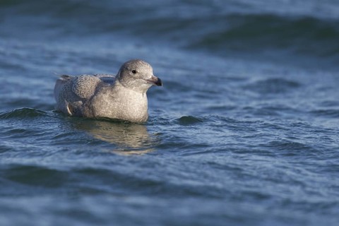 Glaucous Gull (Larus hyperboreus), North Sea, Germany