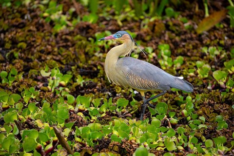Whistling heron (Syrigma sibilatrix) Pantanal Brazil