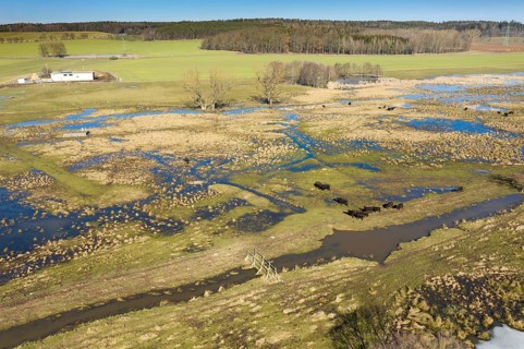 Bubalus Arnee, Frießnitzer See-Struth, Germany, Greiz, Natura 2000, cloven-hoofed, Thuringia, water