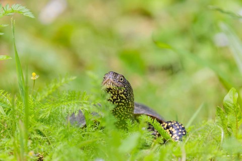 A European pond turtle (Emys orbicularis), makes its way through the green meadow next to the pond