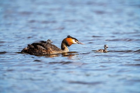 Great Crested Grebe (Podiceps scalloped ribbonfish), with chicks on its back, Vulkaneifel,