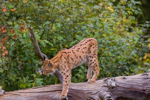 A Eurasian lynx (Lynx lynx) runs down a dead tree lying at an angle