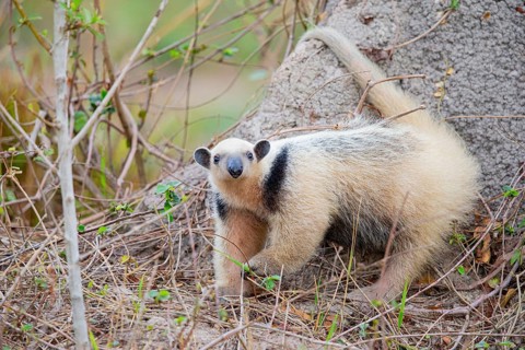 Southern tamandua (Tamandua tetradactyla) Pantanal Brazil