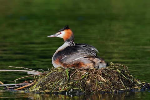 Great Crested Grebe (Podiceps scalloped ribbonfish) with chicks on the nest, North