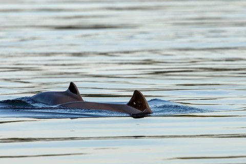 A harbour porpoise (Phocoena phocoena) with her calf in the Baltic Sea, baby animals, cute, baby