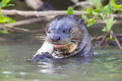 Giant otter (Pteronura brasiliensis) Pantanal Brazil