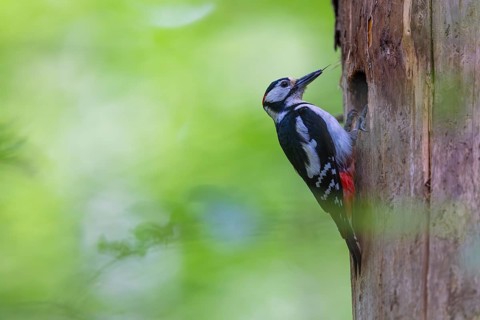 Pileated Woodpecker (Dendrocopos major) at the breeding cavity, Piciformes, Göggingen,