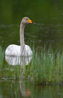 Cygnus Cygnus, Sweden, Singing Swan, Whooper Swan, Anatidae, Birds, Duckbirds, High Size, Portrait,