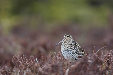 Great Snipe (Gallinago media), Buskerud, Norway