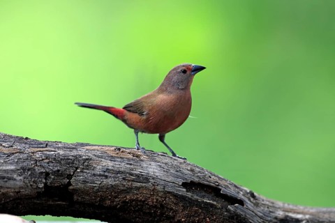 Dark Amaranth (Lagonosticta rubricata), African firefinch, Dark Red Astrid, adult, female, alert,