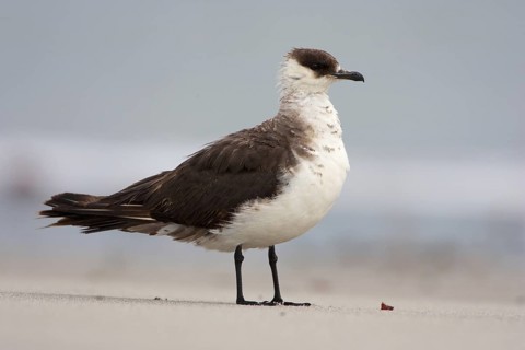 Parasitic Jaeger (Stercorarius parasiticus), Schleswig-Holstein, Germany