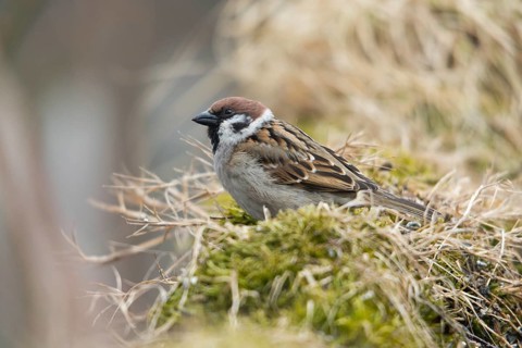 Tree sparrow, Passer Montanus, sparrow, tree sparrow, birds, male, passeri, songbirds, sparrow,