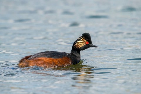 Black-necked grebe, podiceps nigricollis, black-necked grebes, grebes, podicipedidae, divers,