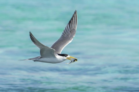 Greater Crested Tern (Thalasseus bergii) flying with fish prey in beak, Layang-Layang, Malaysia