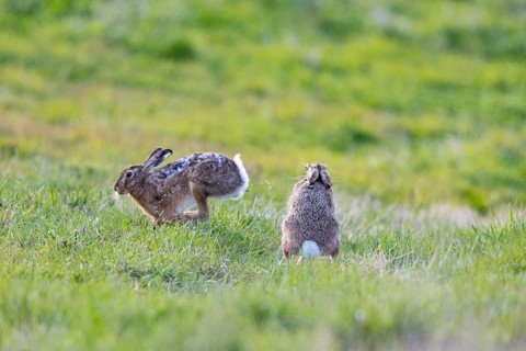 European hare (Lepus europaeus) Mating season Germany