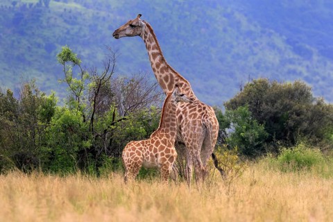 Cape giraffe (Giraffa camelopardalis giraffa), adult, female, mother, young, foraging, vigilant,