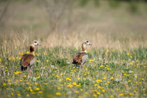 Alopoch aegyptiacus, Egyptian goose, Nile goose, Anatidae, birds, duckbirds, goose, geese, birds,