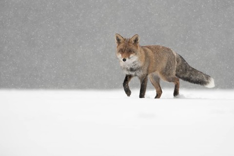 Red fox in the snow, Steinborn, Rhineland-Palatinate, Germany