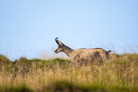 Chamois (Rupicapra rupicapra) on a meadow in the Vosges Mountains, wildlife, France
