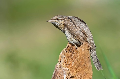 Eurasian Wryneck (Jynx torquilla) perched on tree trunk, Aosta Valley, Italy