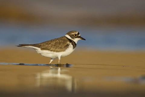 Little Ringed Plover (Charadrius dubius) female foraging, North Rhine-Westphalia, Germany