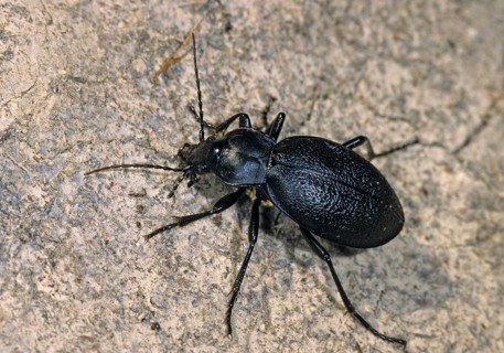 Carabus coriaceus, leather beetle, beetle, insects, beetles