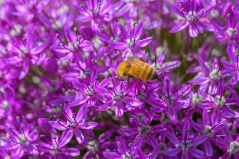 Giant Allium, (Allium Giganteum), closeup of flowerets, with Honey Bee, Apis mellifera, Vancouver,